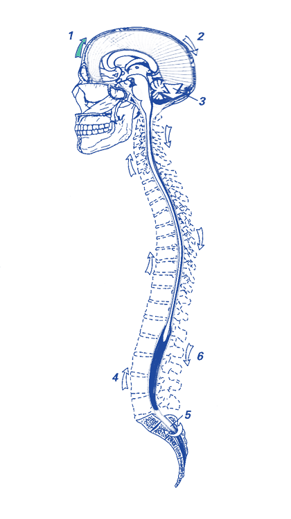 spine biodynamic movement